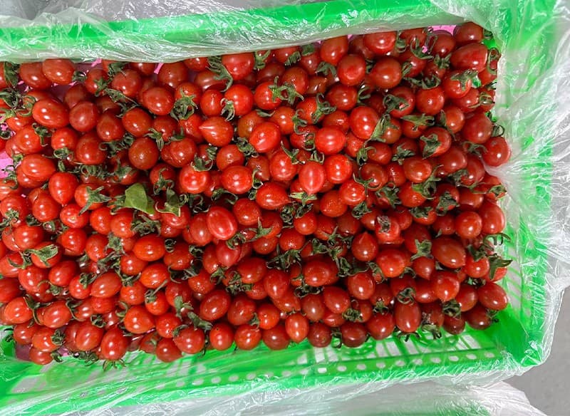 images/1703491725721cherry tomato processing line.jpg
